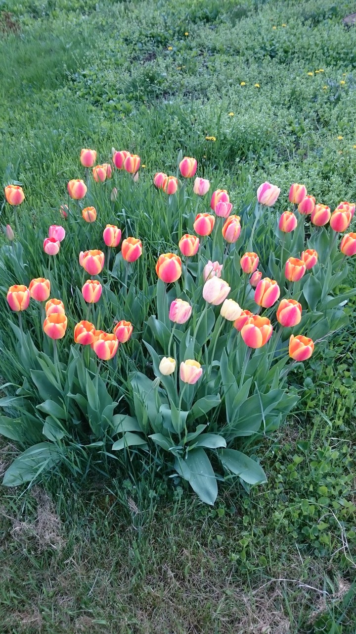 Spring