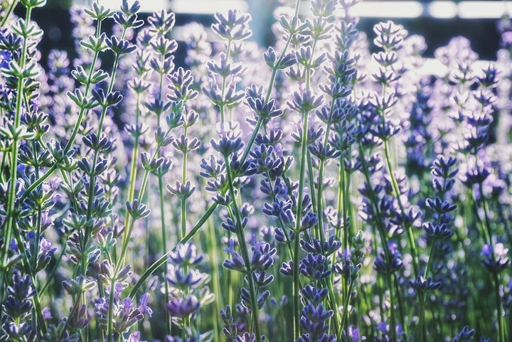 Lavander