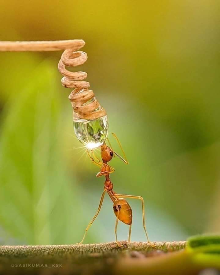 hormiga bebiendo gota de agua