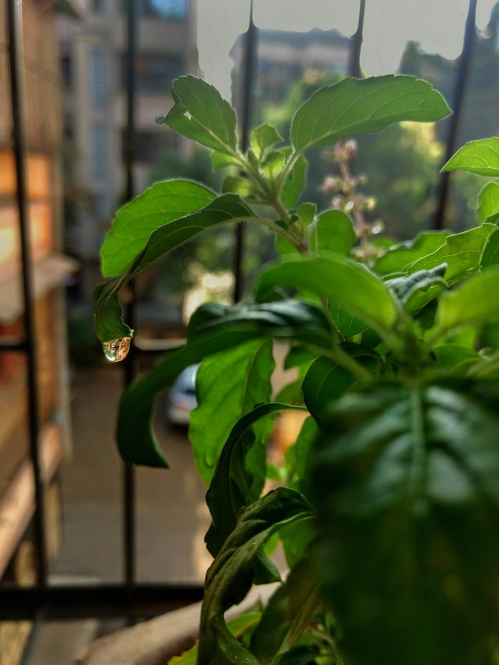 Drop on a leaf