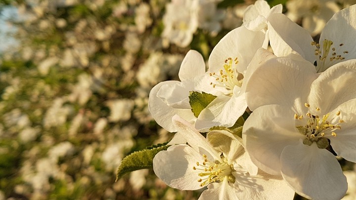 Primavera in fiore