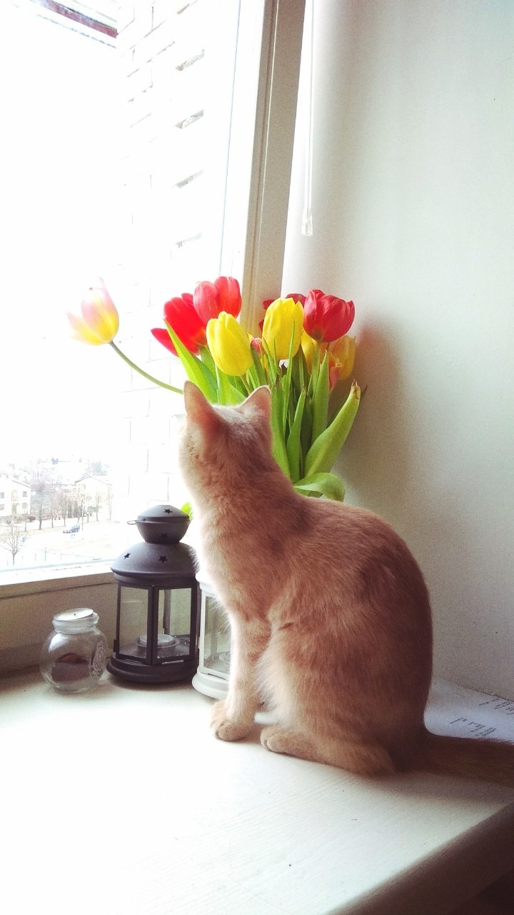 March cat