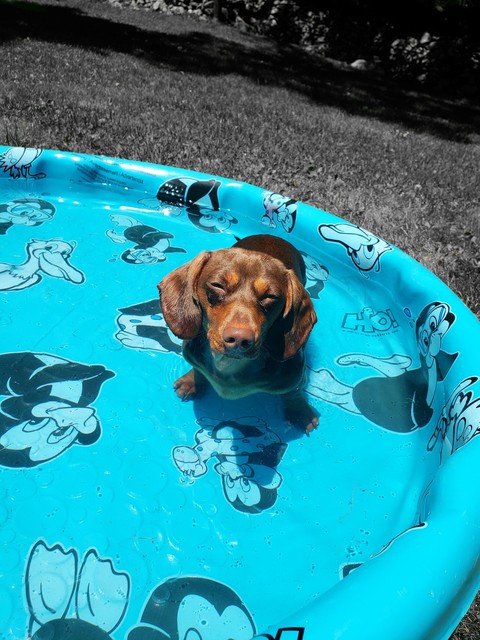 The Swimmer