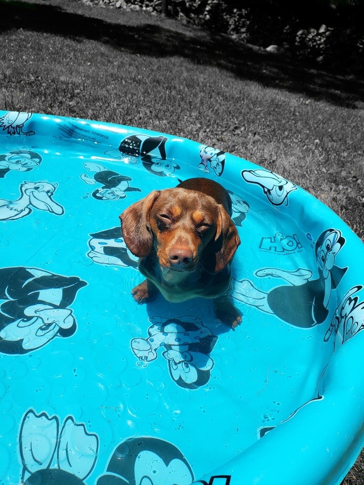 The Swimmer