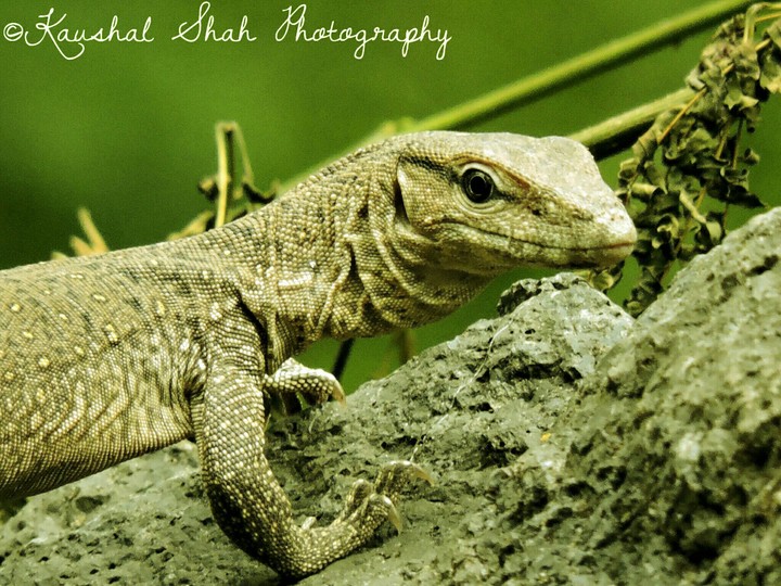 gardan lizard