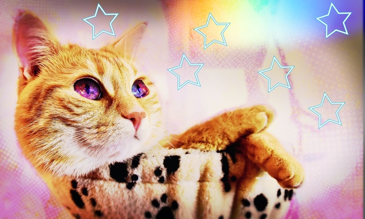 Galaxy cat