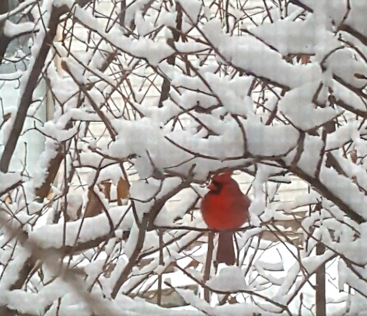 A pop of Red on a  snowy day
