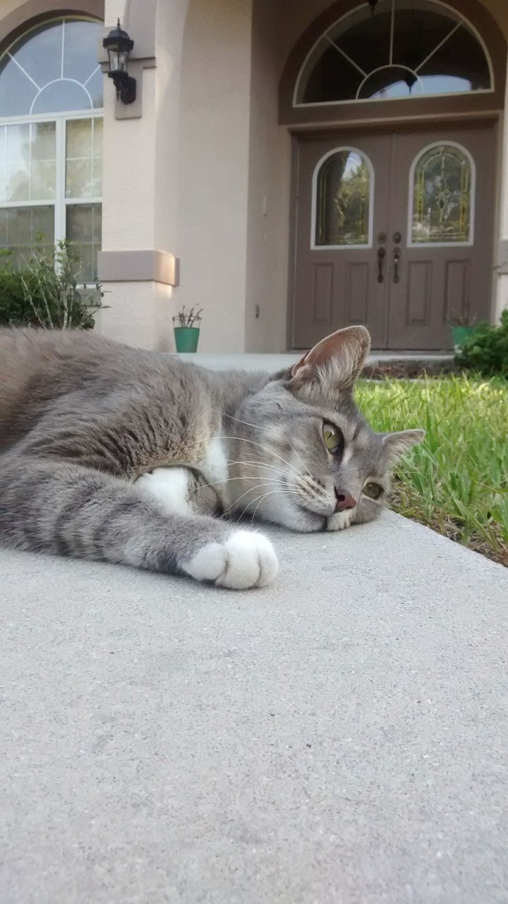 Beautiful Cat