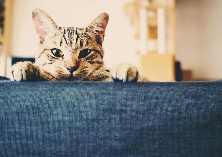 Cat))