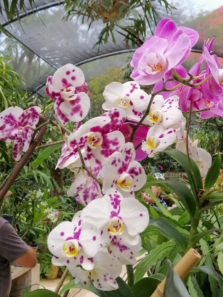 orquídeas