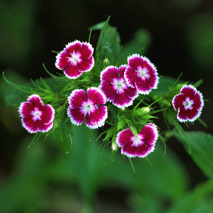 Carnations