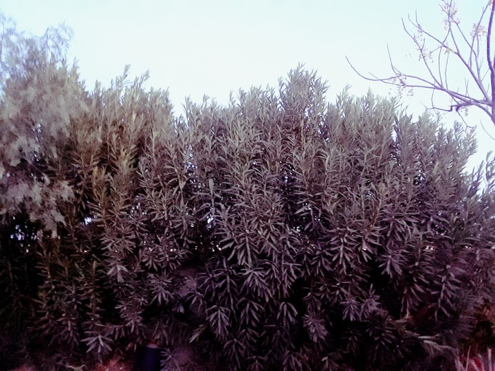 plants