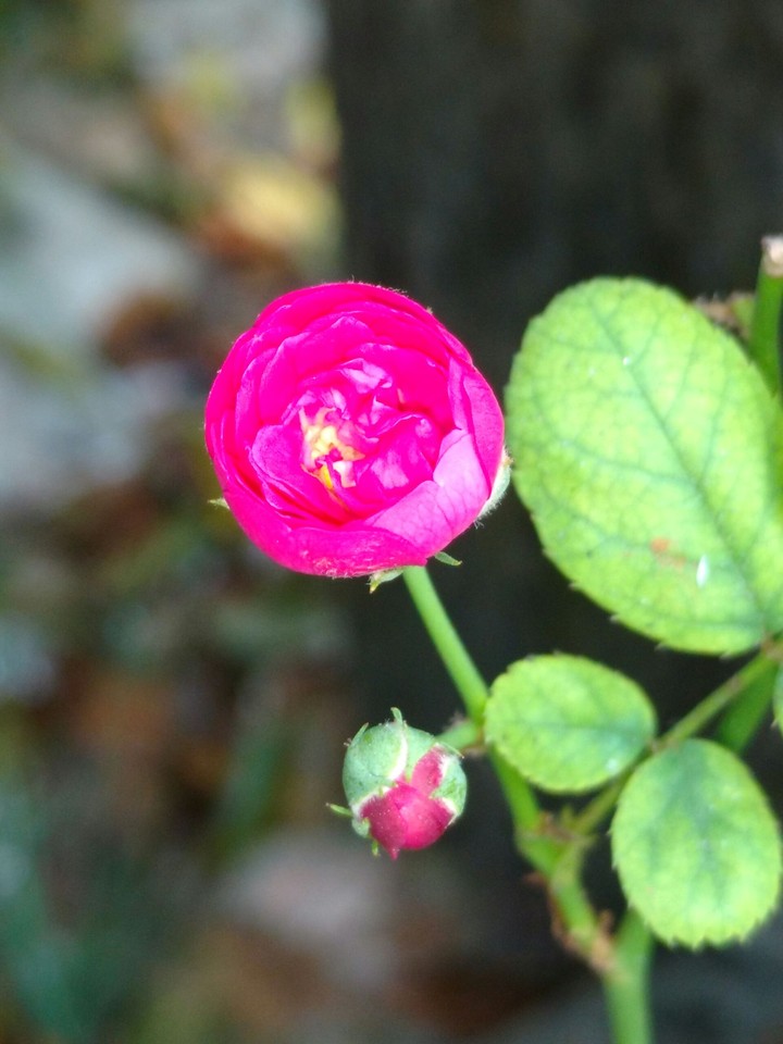 pink rose