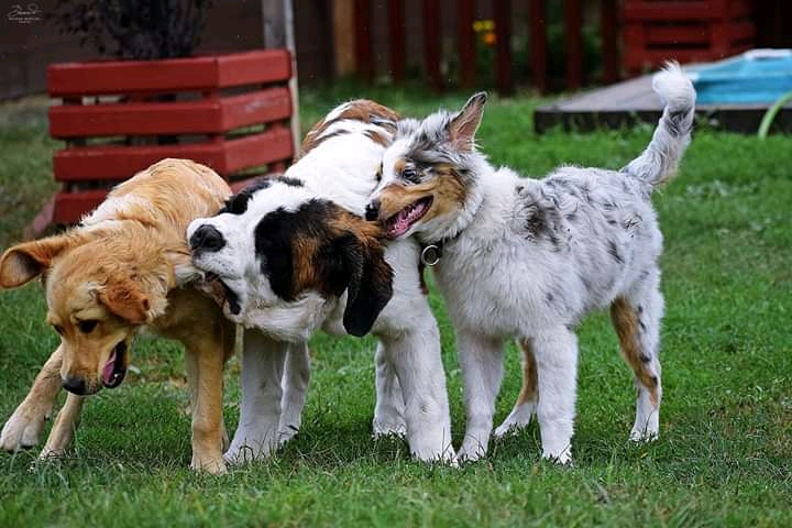 dogs