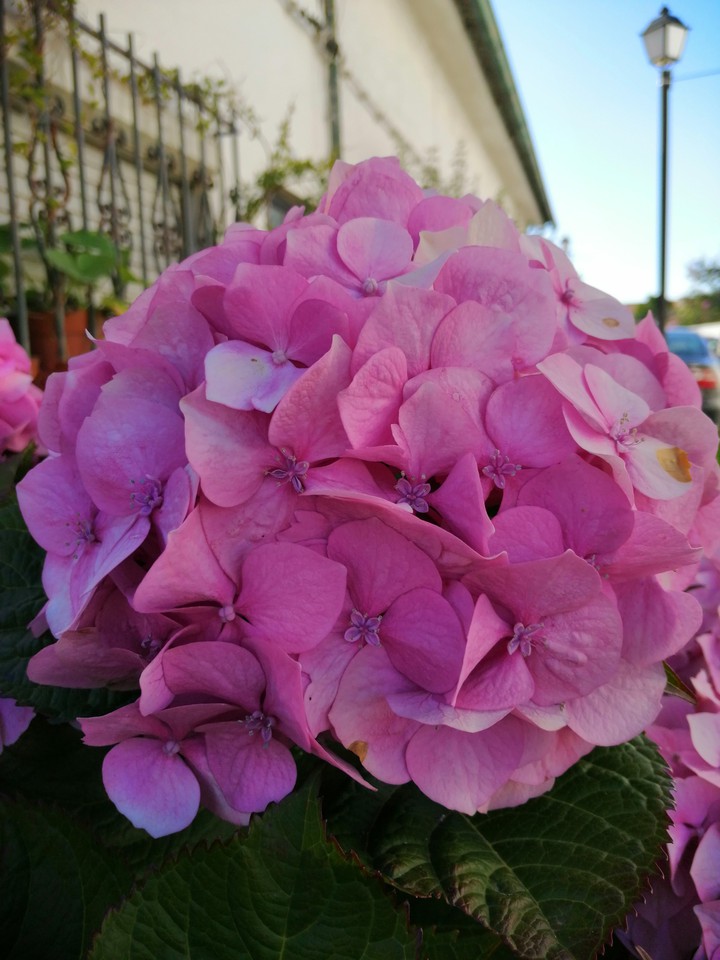 flor