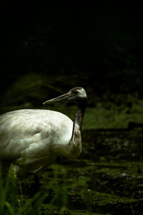 vertebrate, feather achtergronden