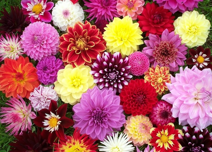 flowers