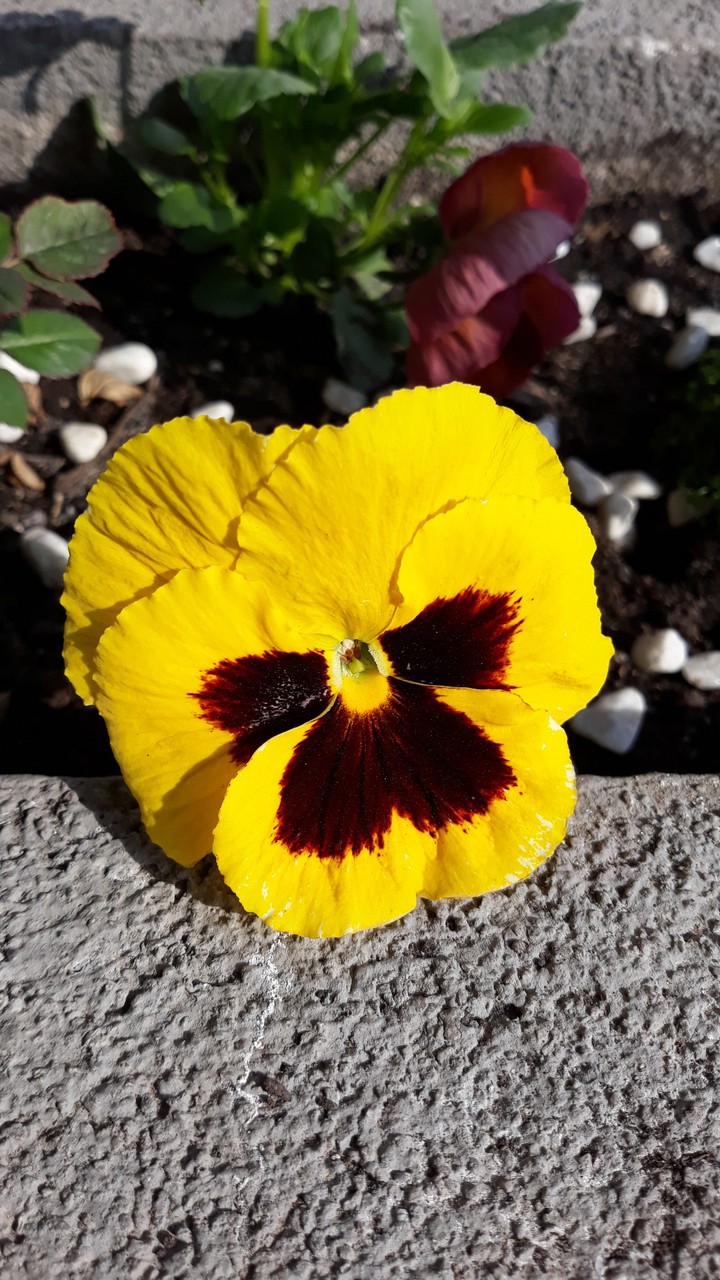yellow flower