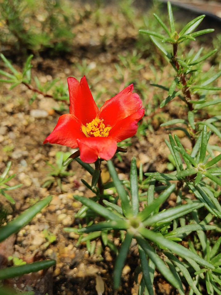 채송화