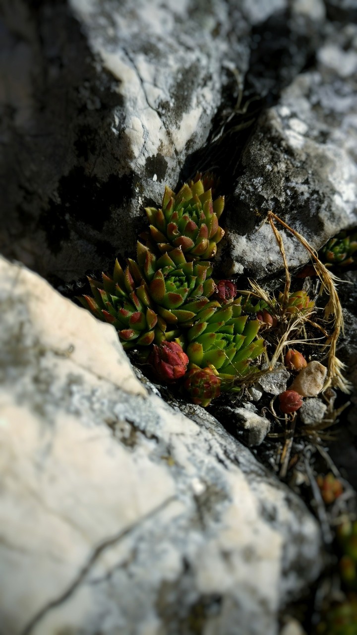 In the hills, on the rock