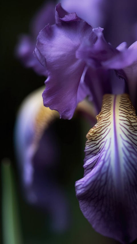 petal, love háttérképek
