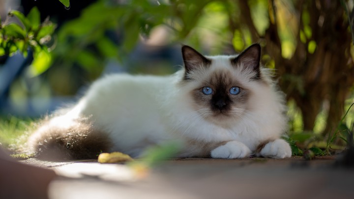 cat