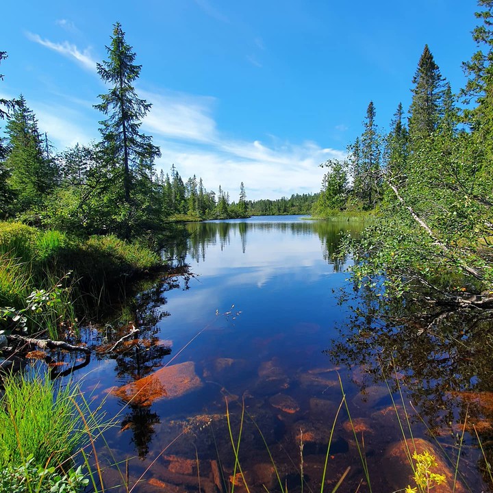 Forest lake