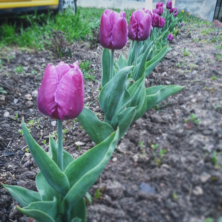 tulips