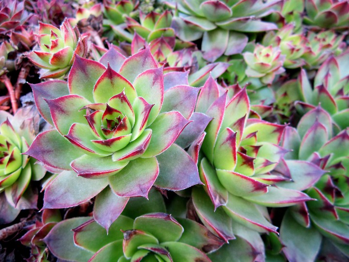 plant
