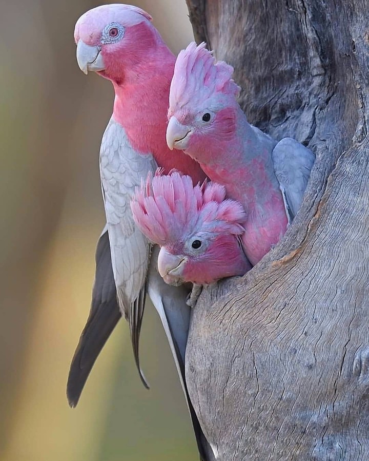parrot