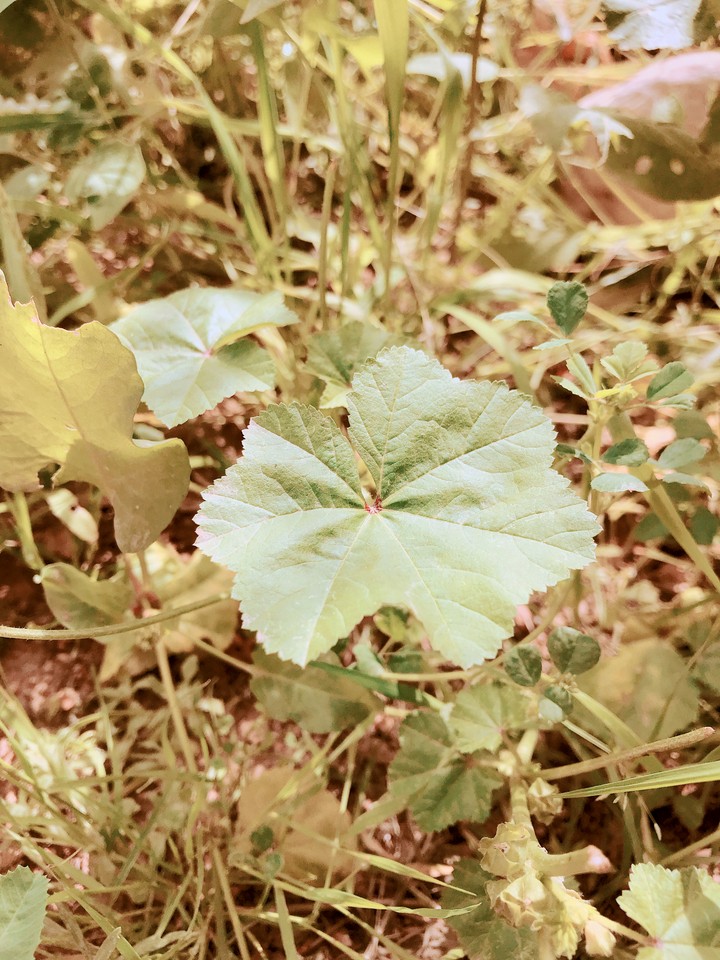 #flor