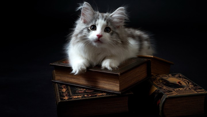 cat