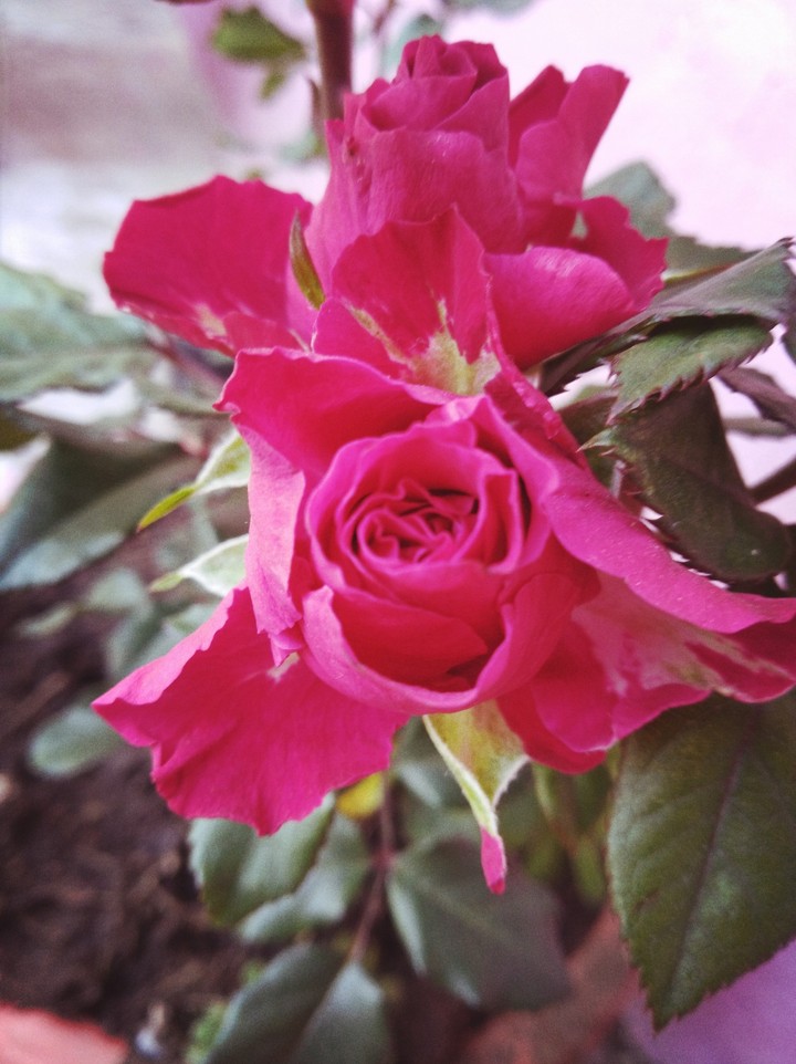 rosas