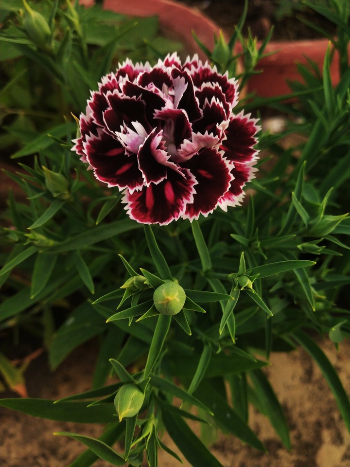 evening beauty