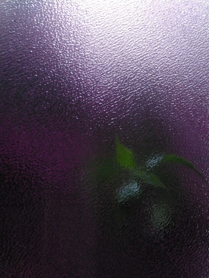 Plant knocking on my window