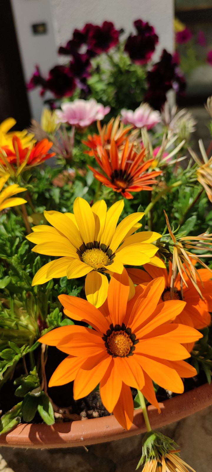 Candy and flowers