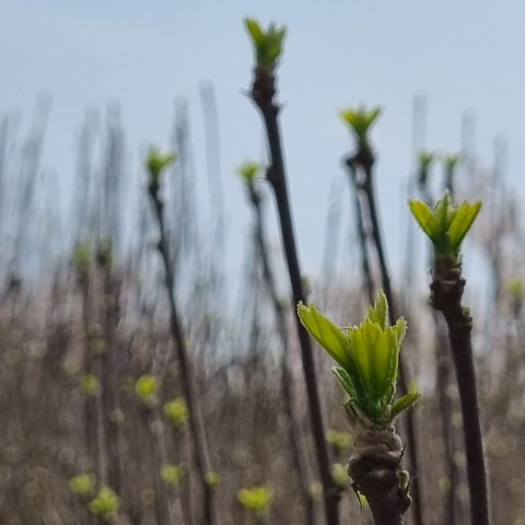 grass, twig wallpapers