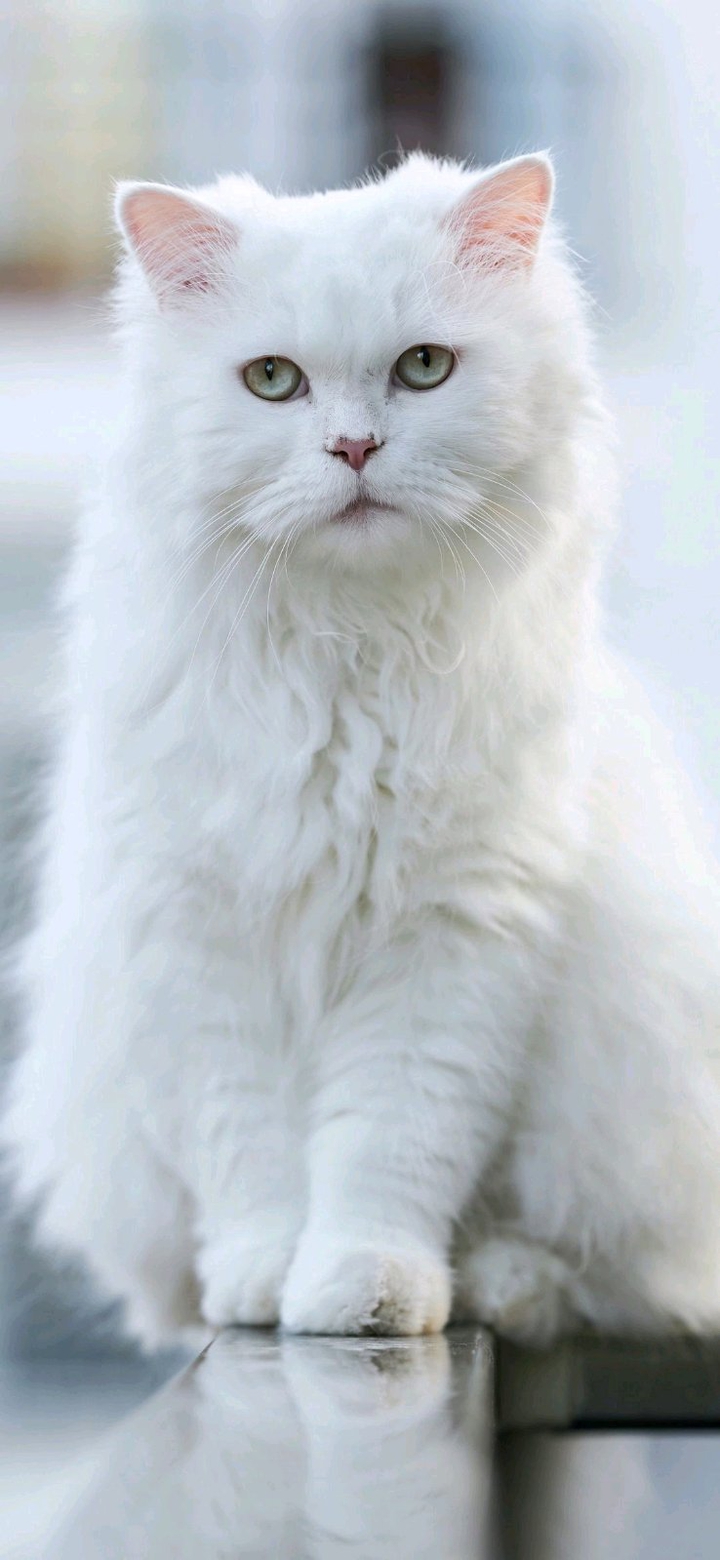 белый кот