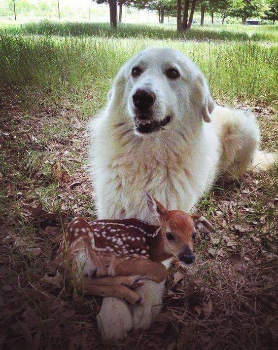 dogs