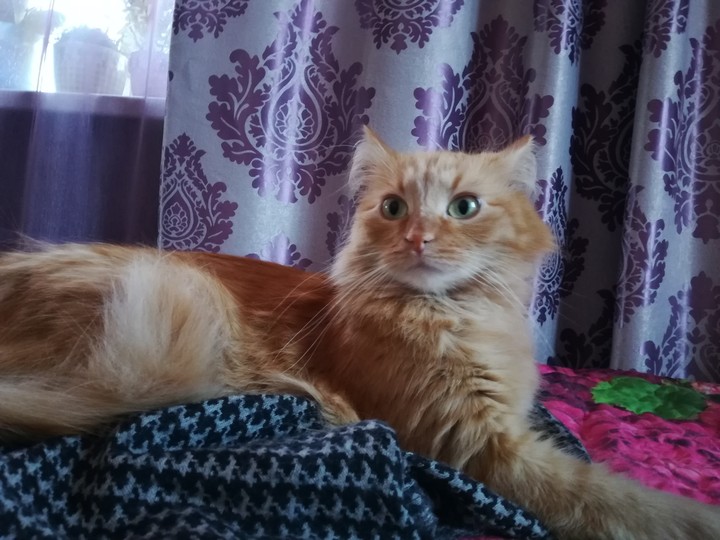 кот