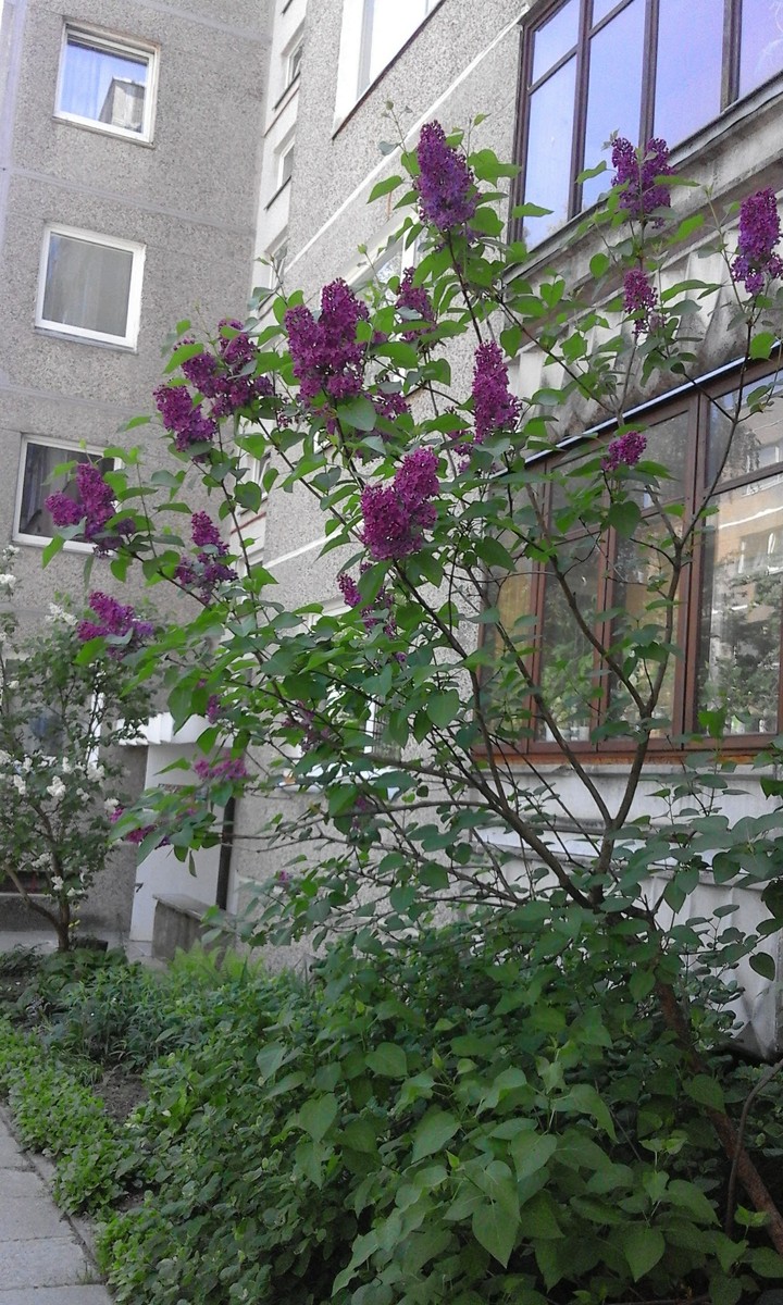 сирень