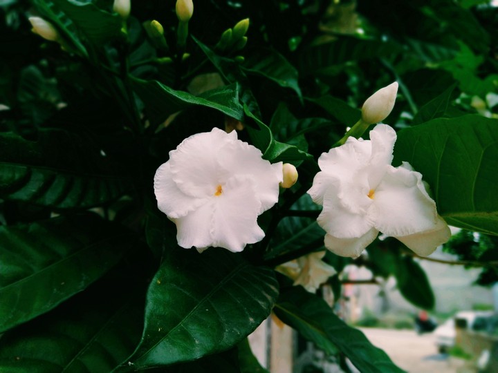 Nature