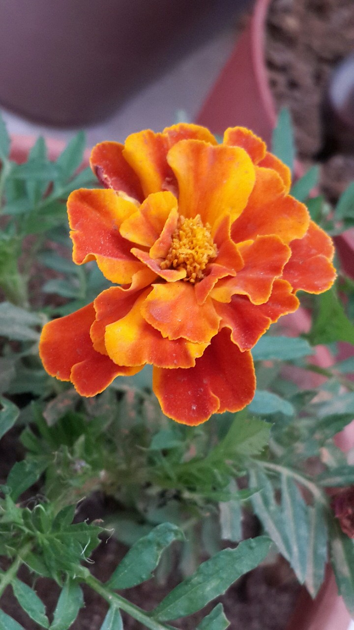 flower
