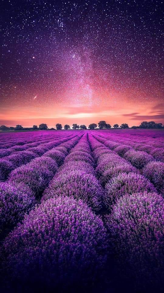Lavender