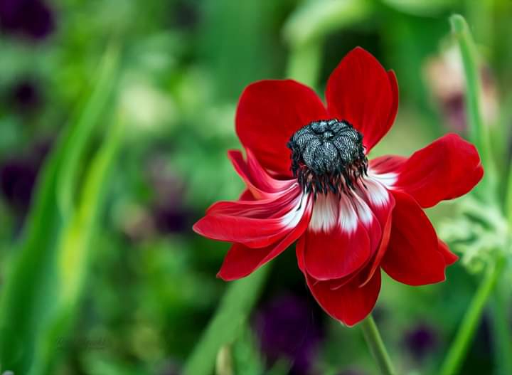 Anemone