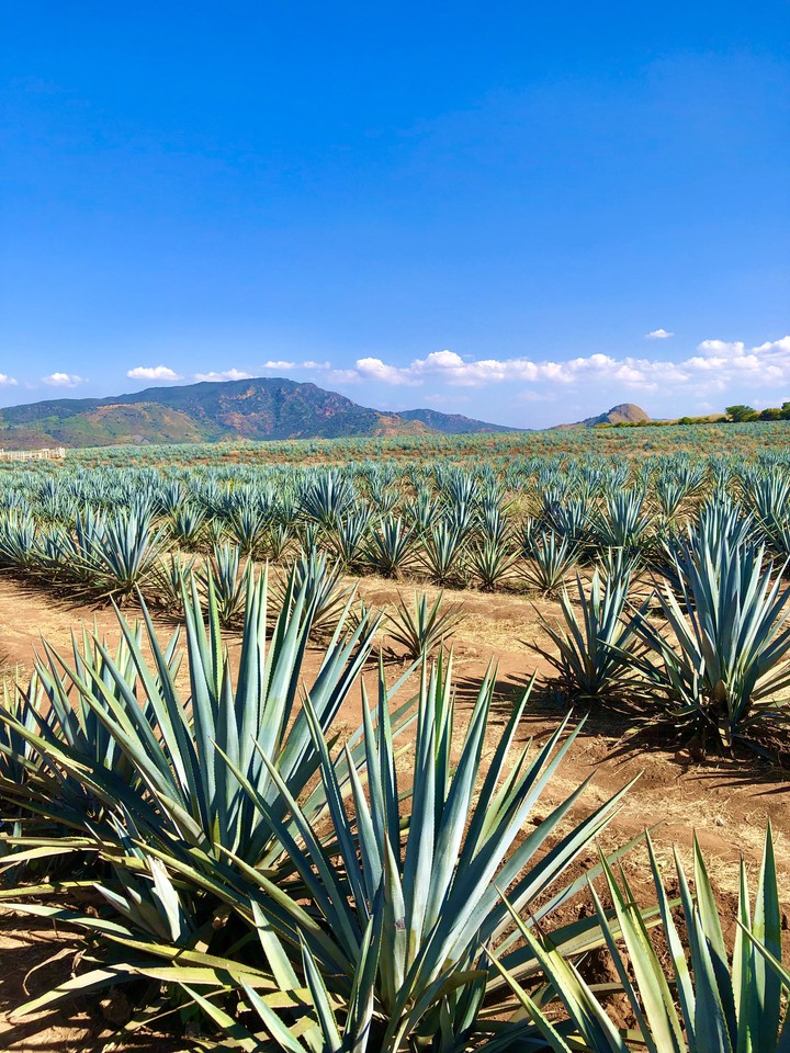 Tequila Jalisco
