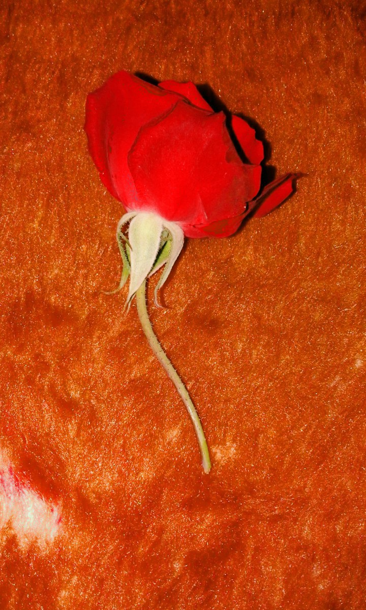 rose