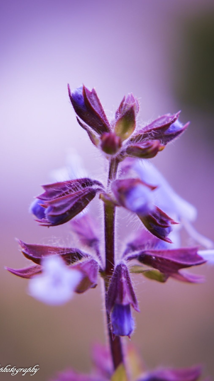 macrophoto