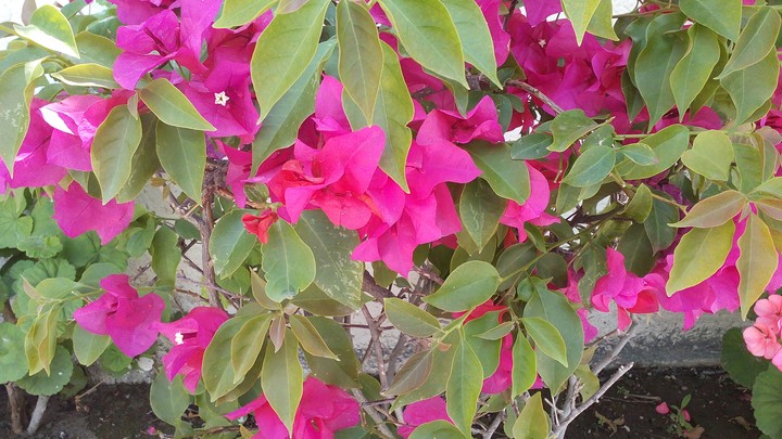 flower