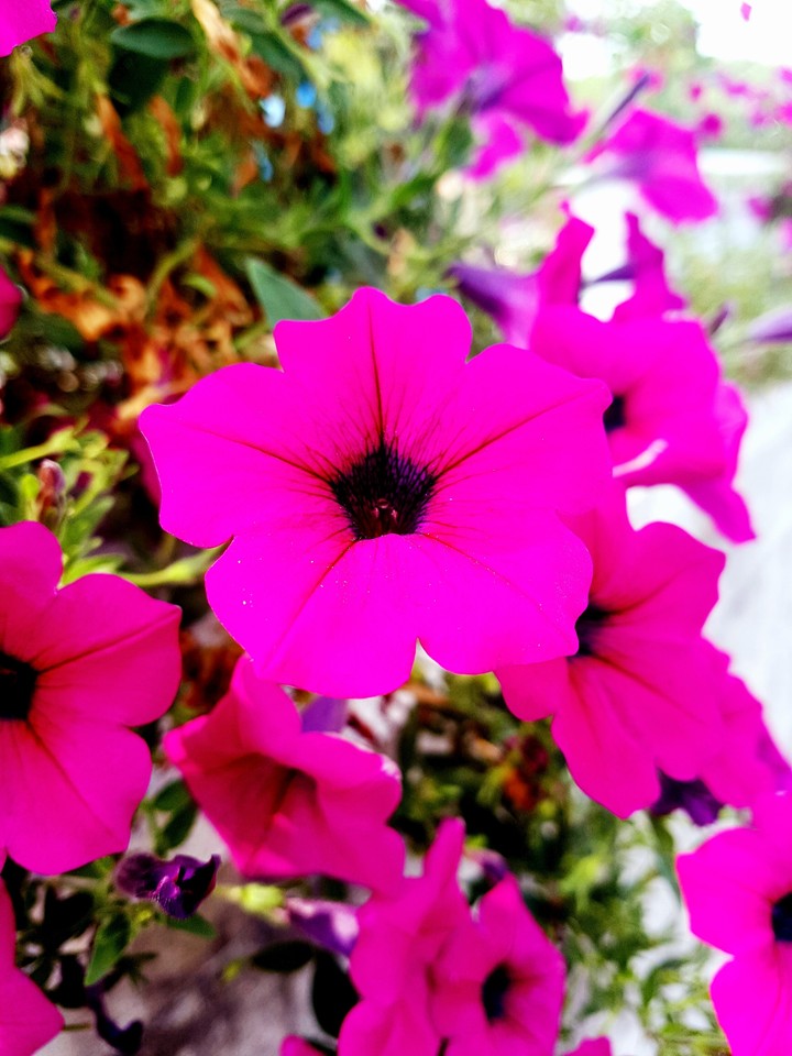 flowers